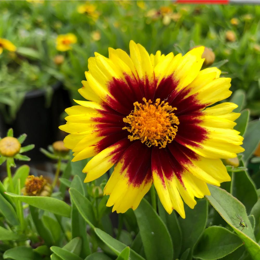 Coreopsis Hybrida 'Uptick Yellow Red' X3