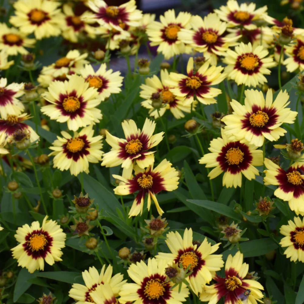 Coreopsis Hybrida 'Uptick Yellow Red' X3