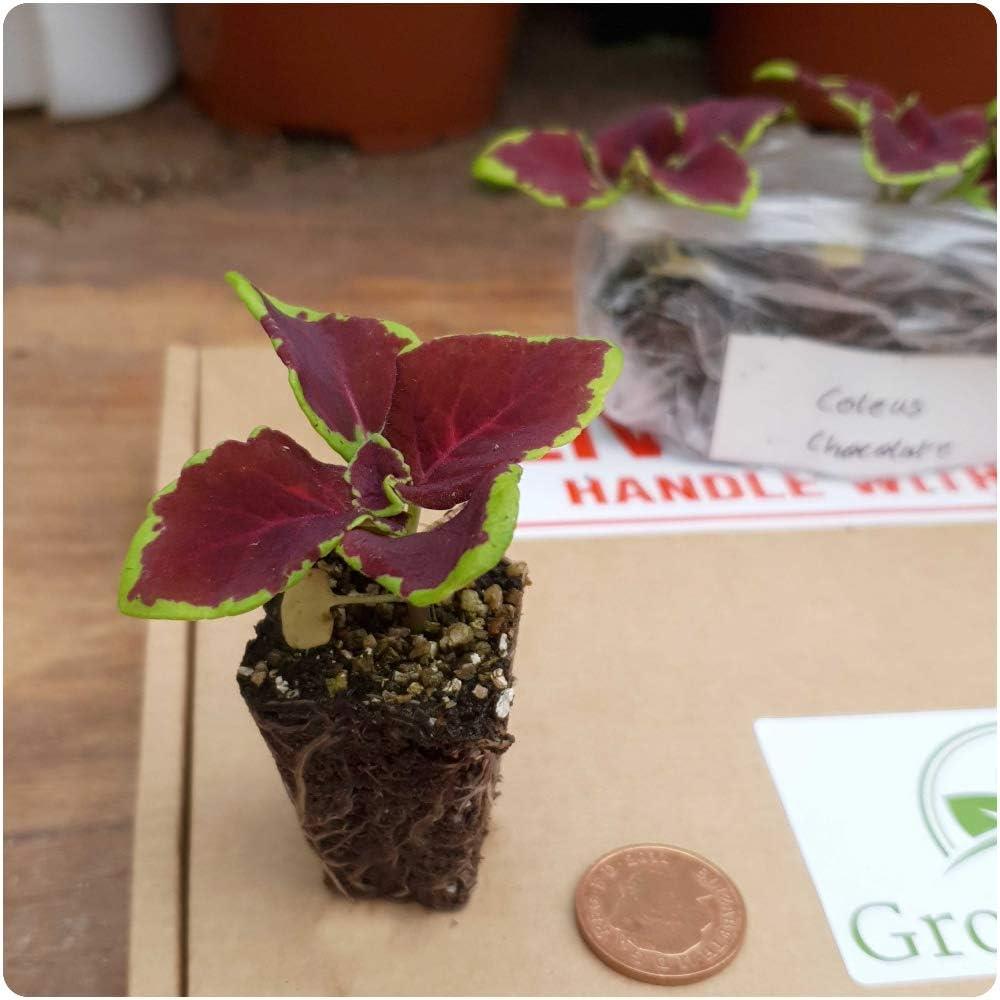 Coleus Mystical Rose X3
