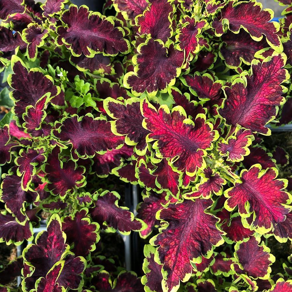 Coleus Mystical Rose X3