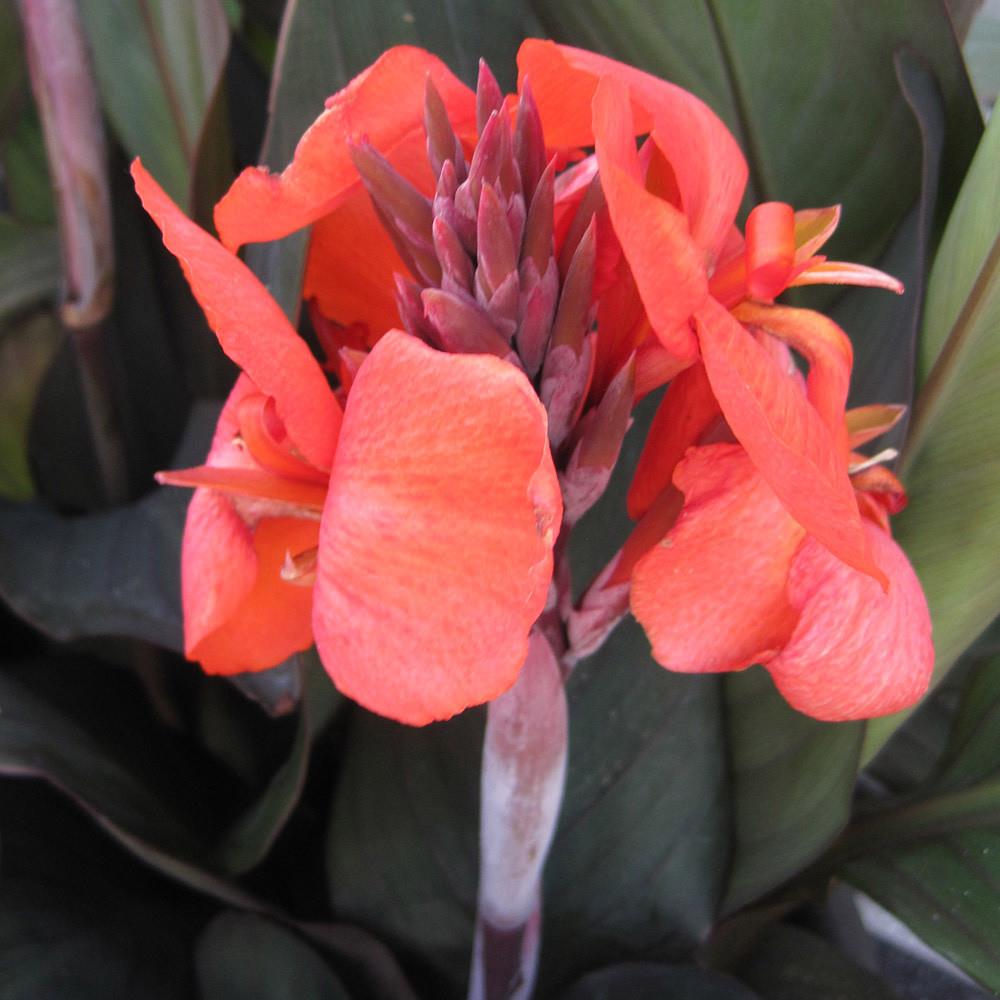 Canna Lily Cannova 'Bronze Orange' X3