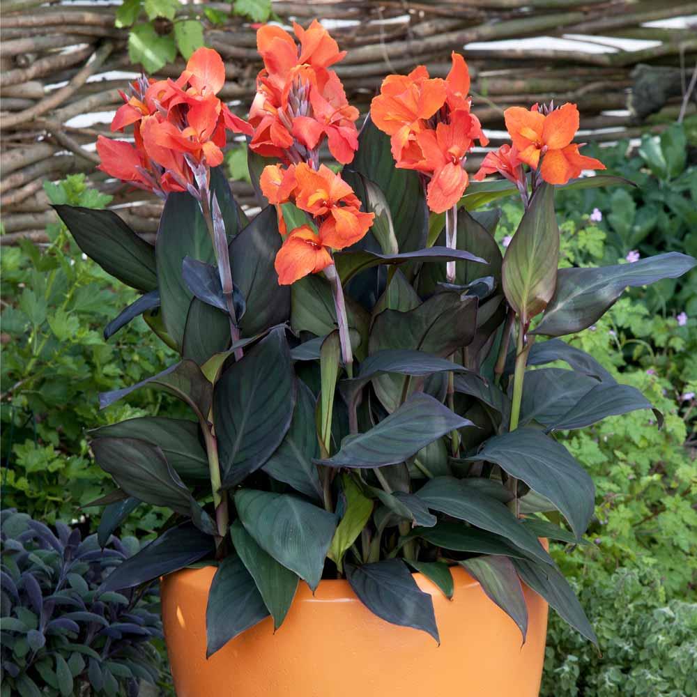 Canna Lily Cannova 'Bronze Orange' X3
