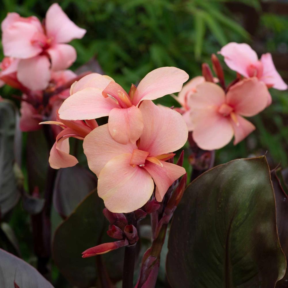 Canna Lily Cannova 'Bronze Peach' X3