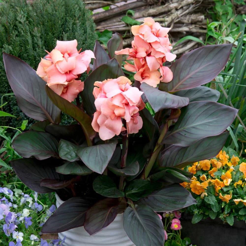 Canna Lily Cannova 'Bronze Peach' X3