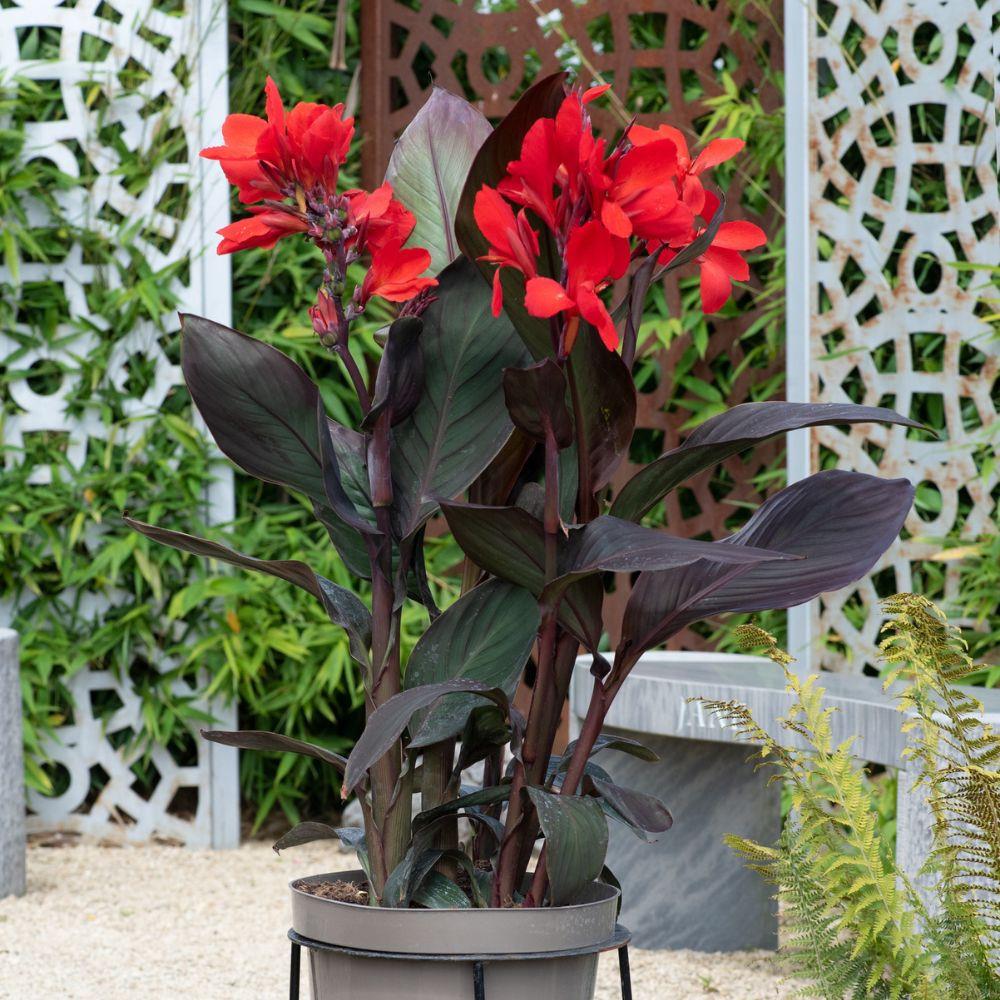 Canna Lily Cannova 'Bronze Scarlet' X3