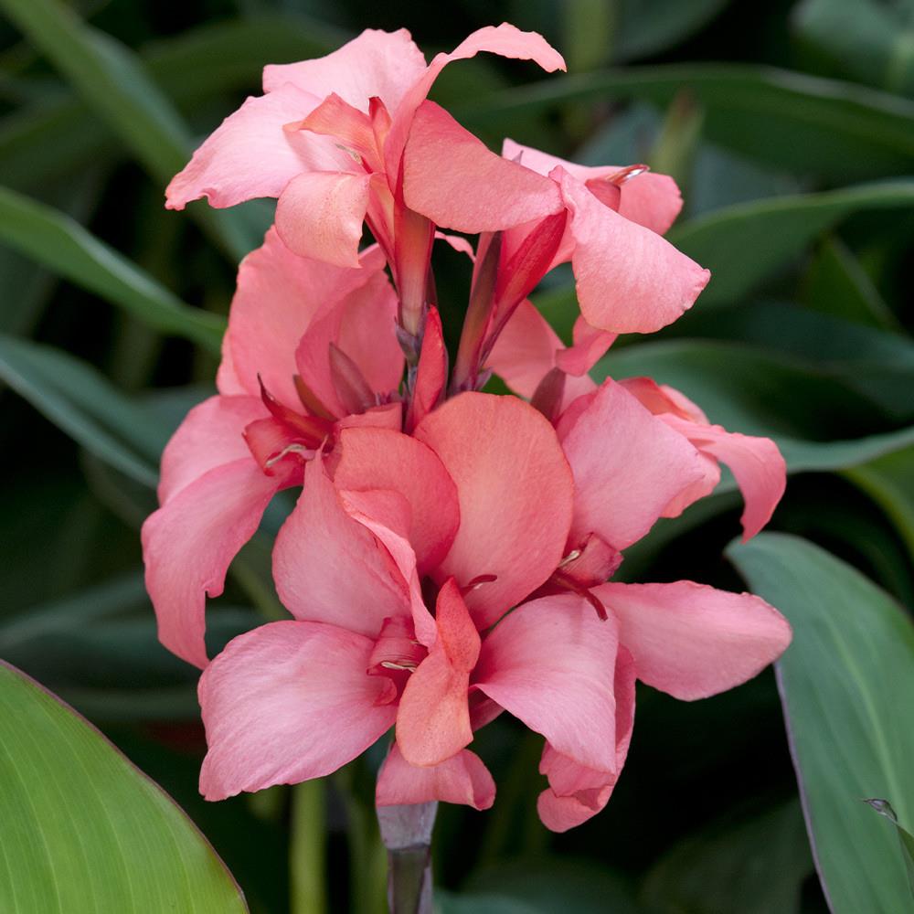 Canna Lily Cannova 'Mango' X3