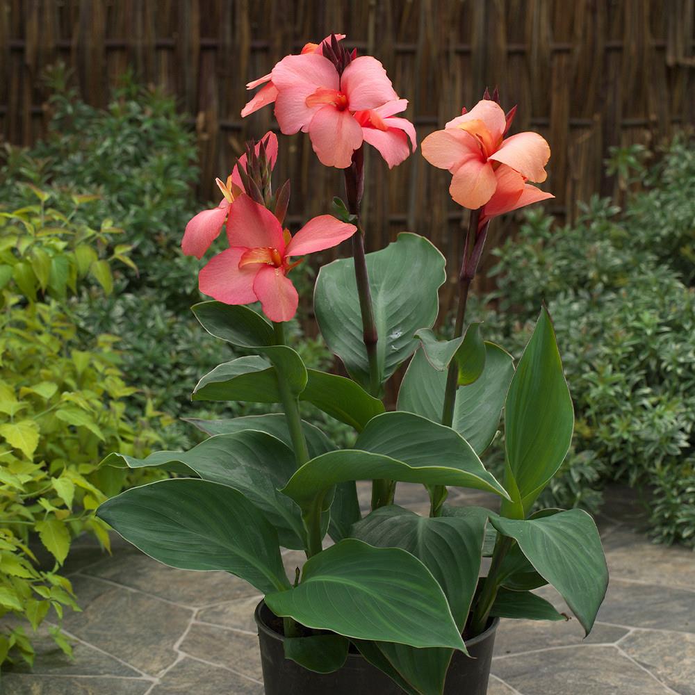 Canna Lily Cannova 'Mango' X3