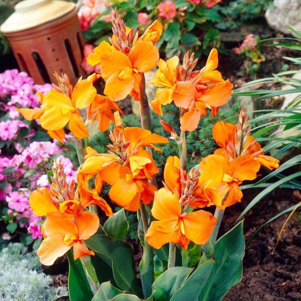 Canna Lily Cannova 'Orange Shades' X3