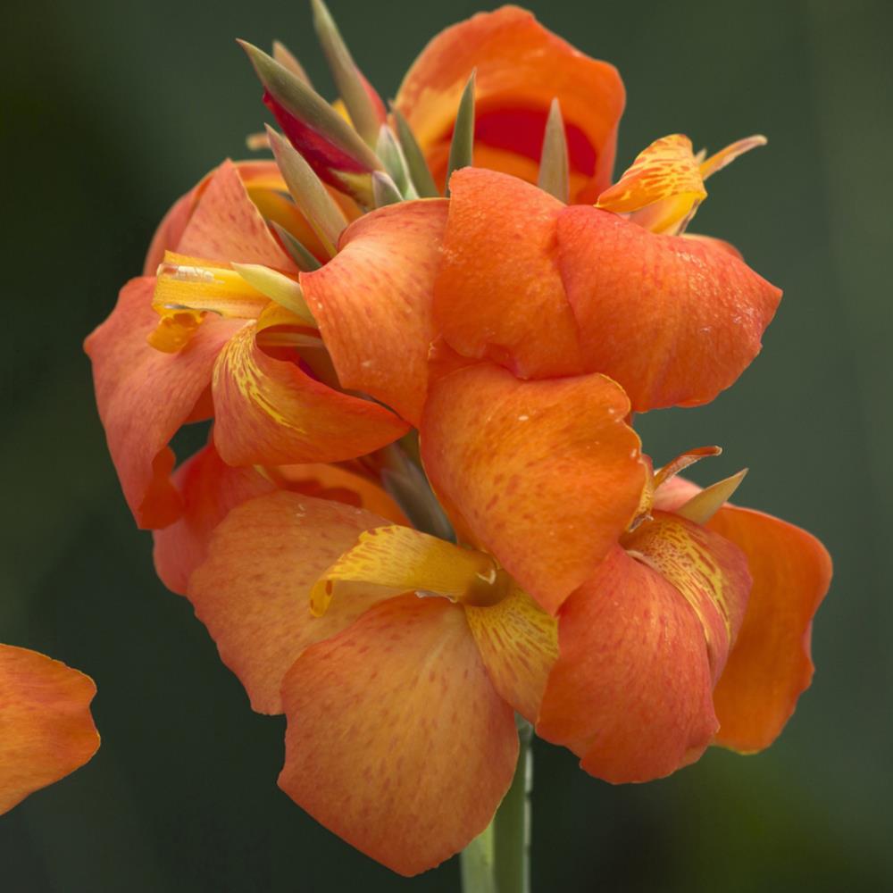 Canna Lily Cannova 'Orange Shades' X3