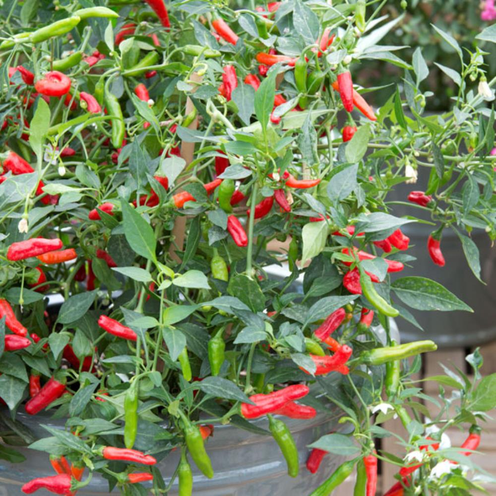 Chilli Pepper 'Pikito' X3