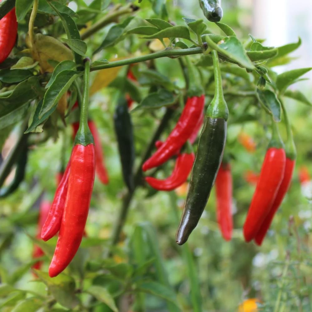 Chilli Pepper 'Cayenne' X3