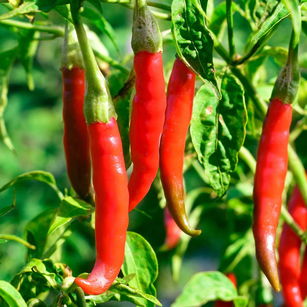 Chilli Pepper 'Cayenne' X3