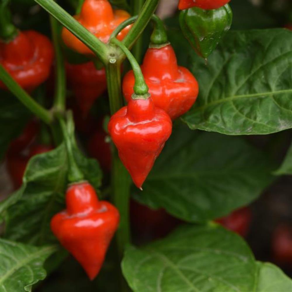 Chilli Pepper 'Spinning Tops' X3