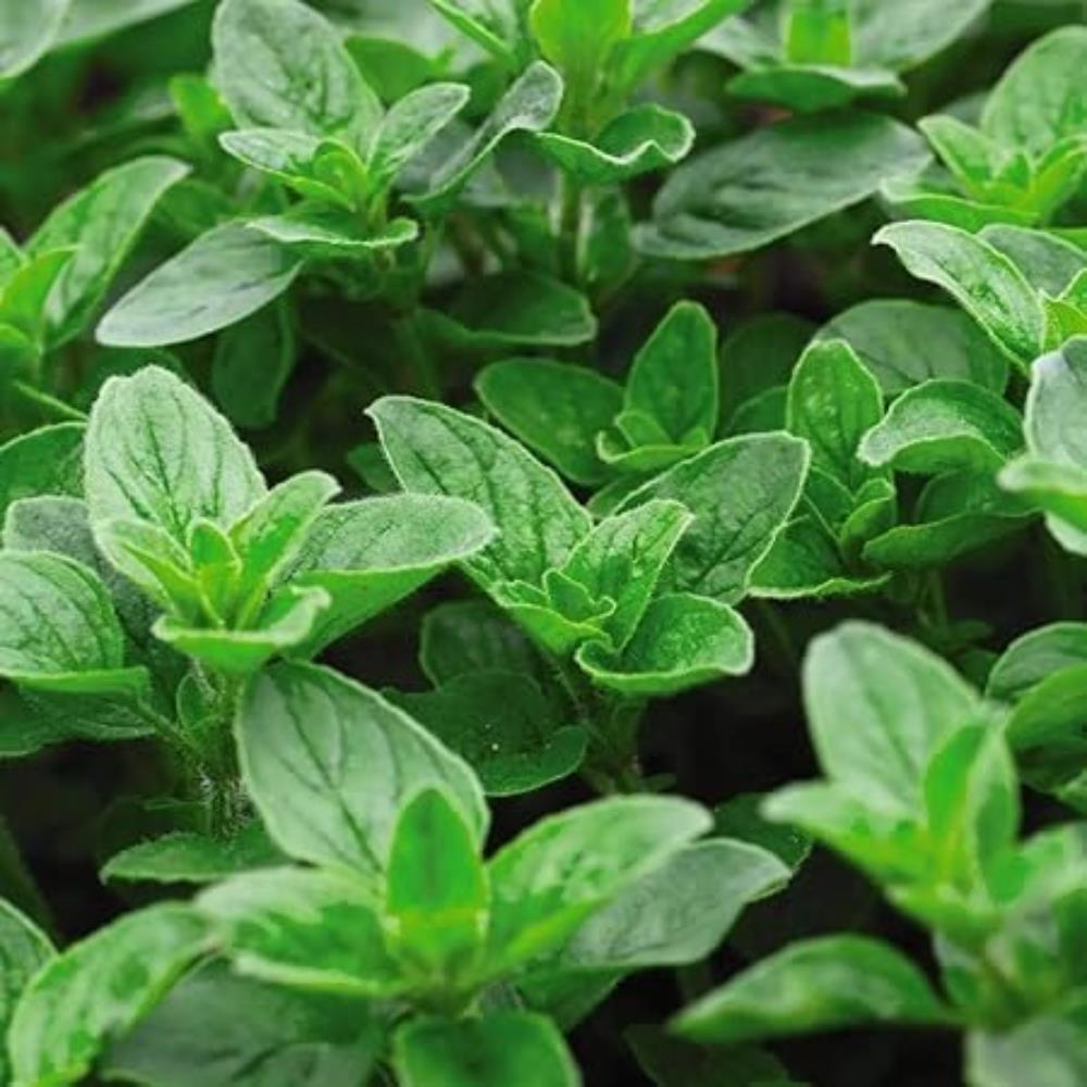 Oregano 'Sweet' X3