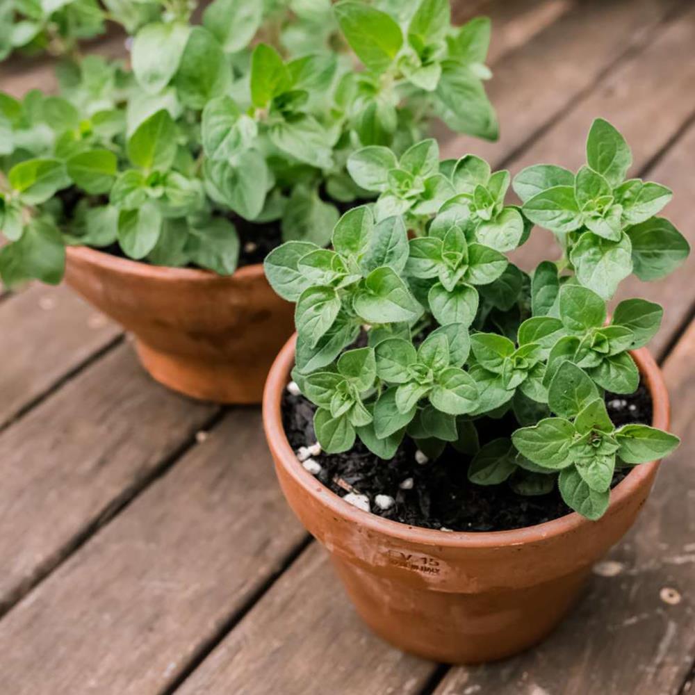 Oregano 'Sweet' X3