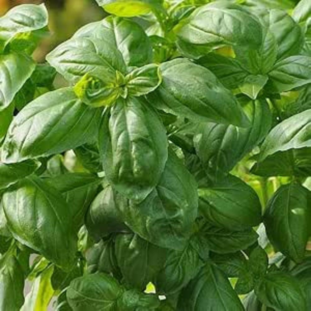Basil 'Dolce Fresca' X3