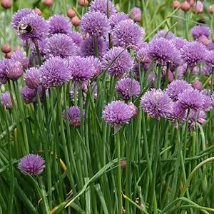 Chives X3