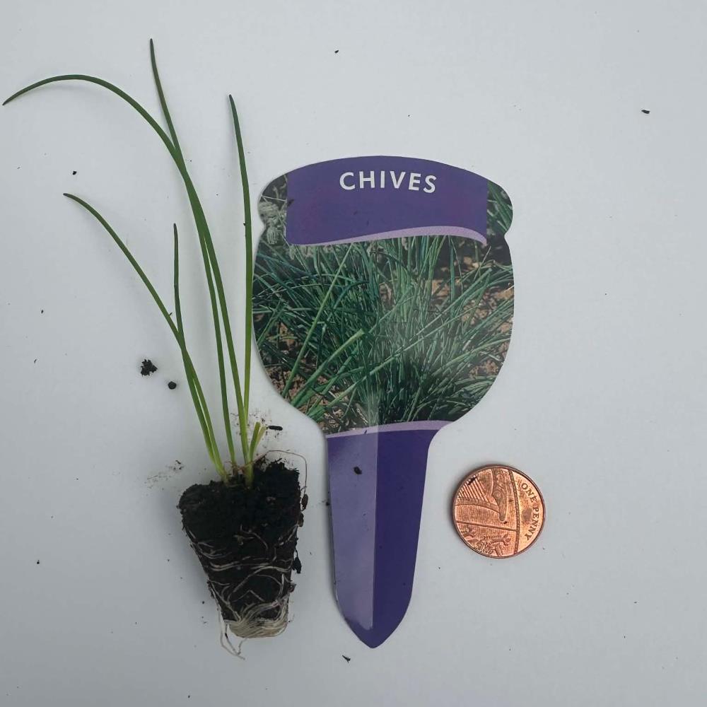 Chives X3