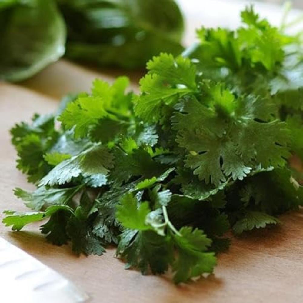 Coriander 'Santo' X3