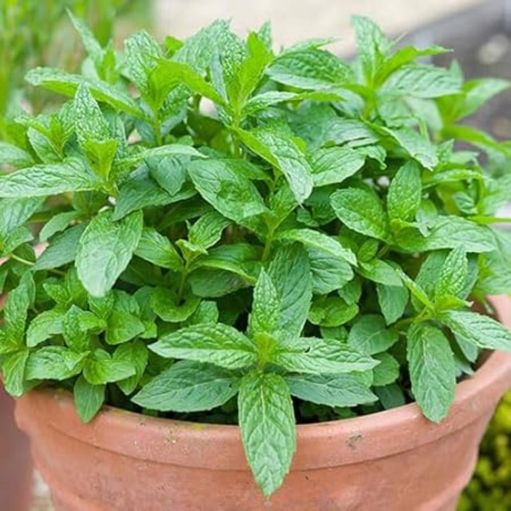 Mint 'Green' X3