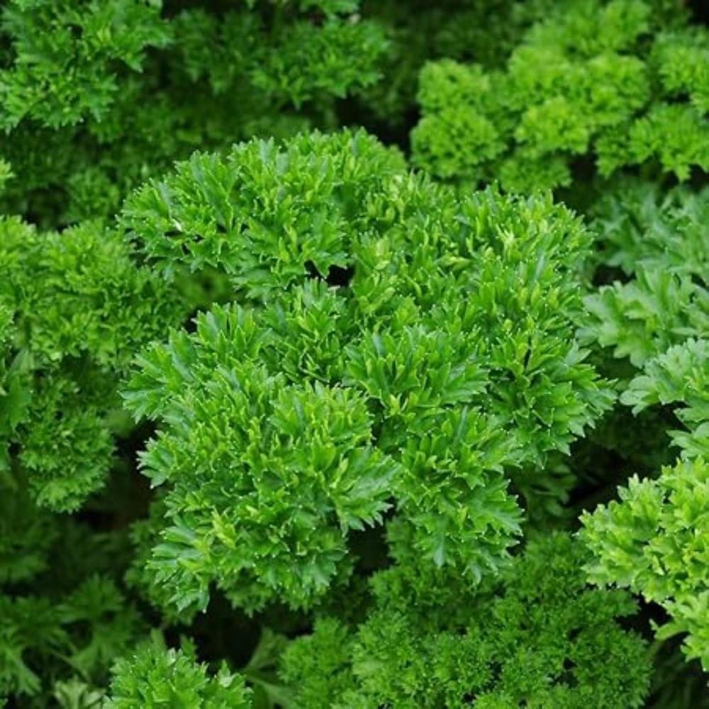 Parsley 'Envy' X3