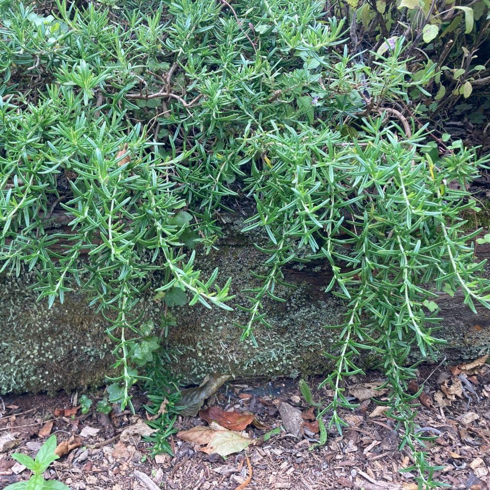 Rosemary 'Rosy Pro' X3