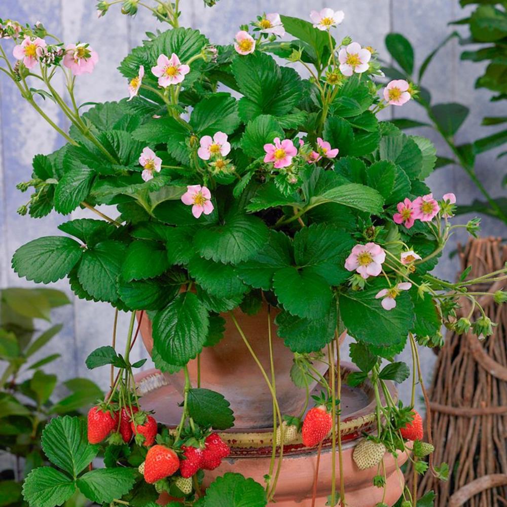 Strawberry 'Roman' X5