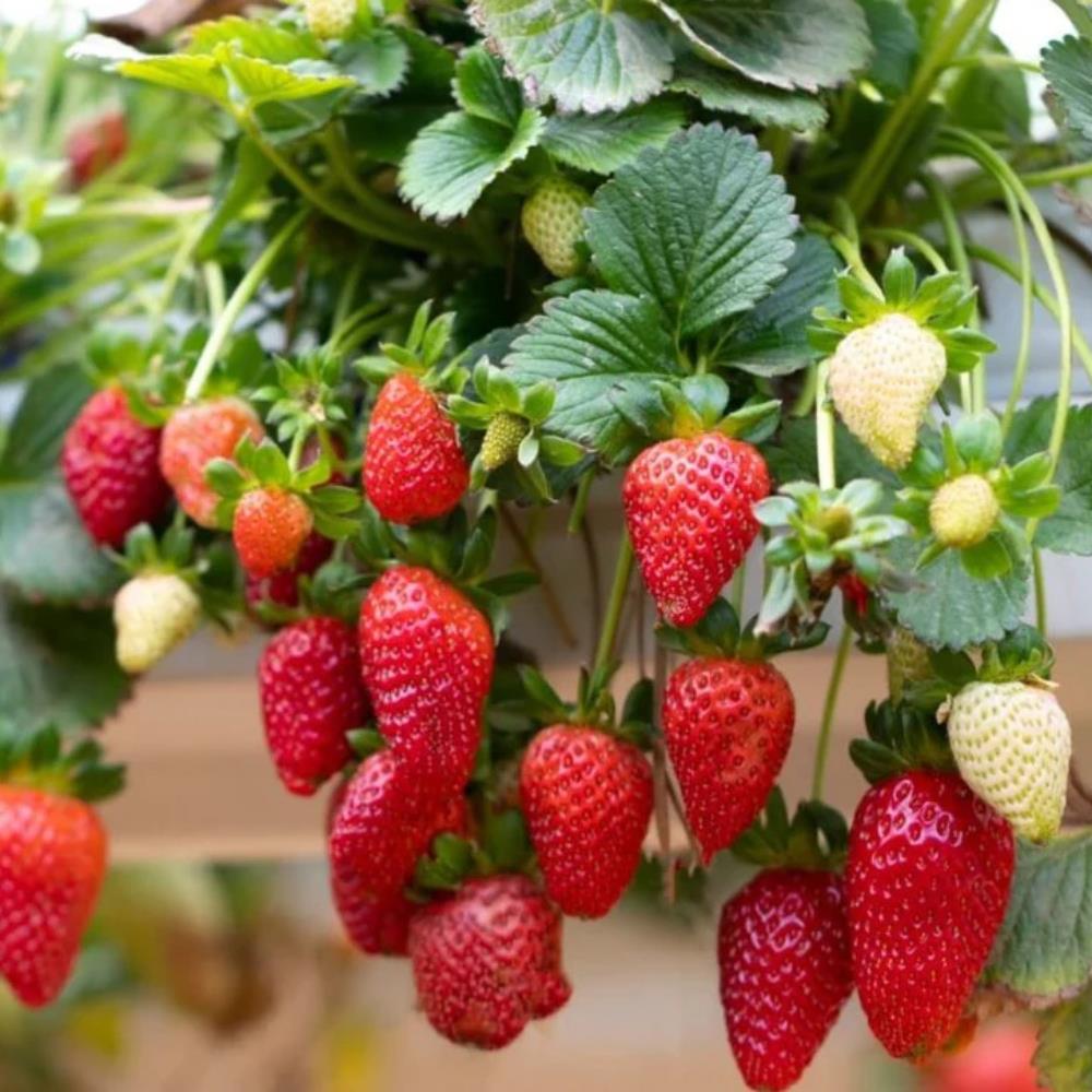 Strawberry 'Fresca' X5