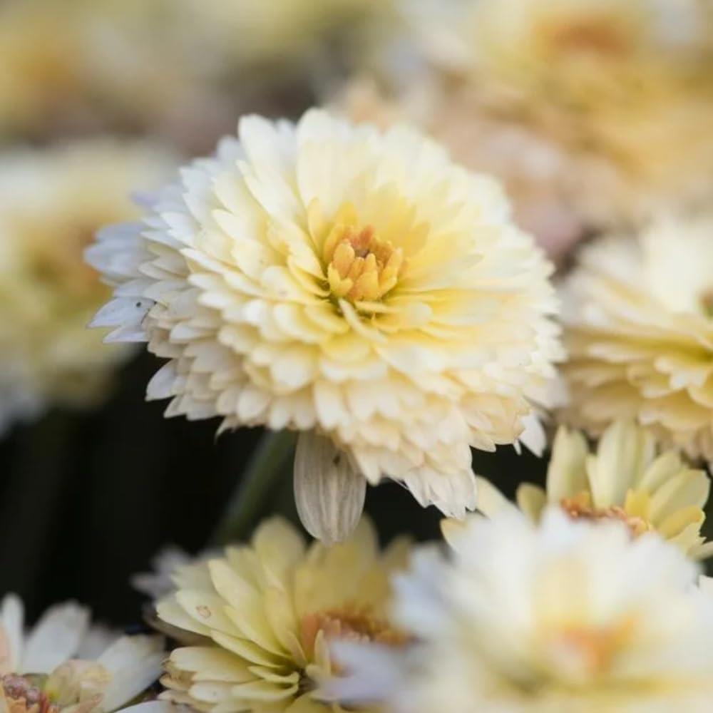 Chrysanthemum Poppins Prelude Popcorn X5
