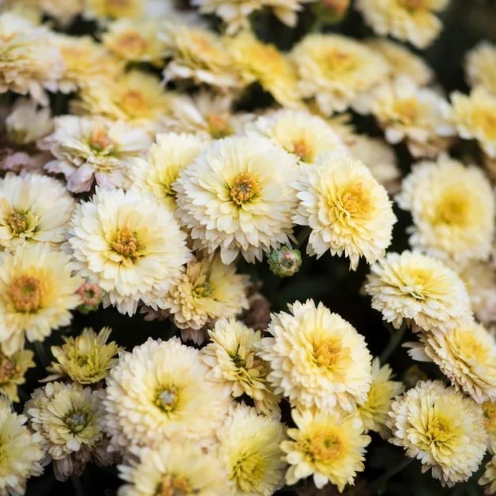 Chrysanthemum Poppins Prelude Popcorn X5