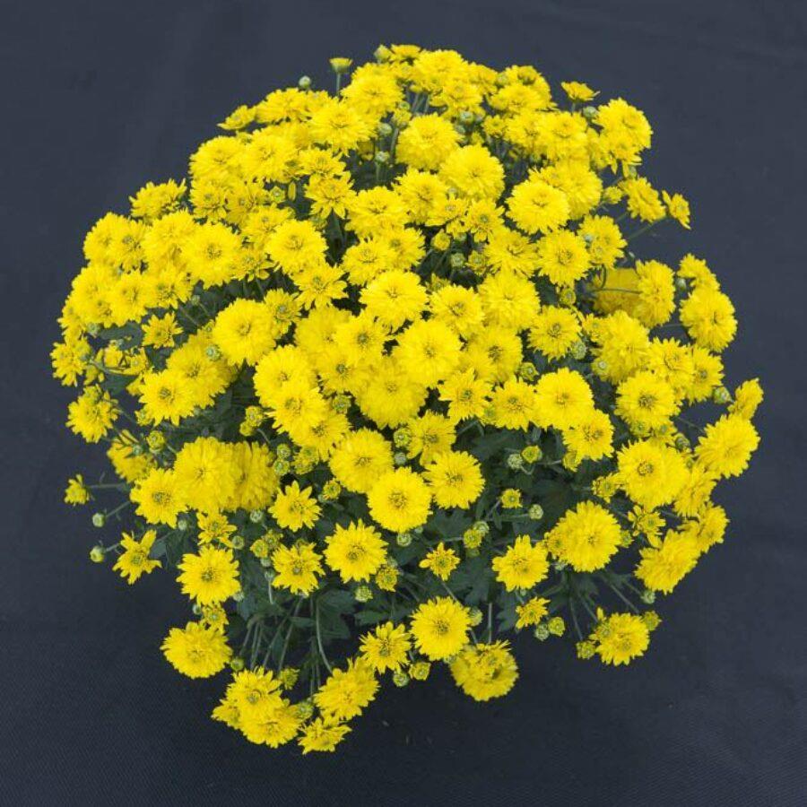 Chrysanthemum Poppins Prelude Yellow Jewel X5