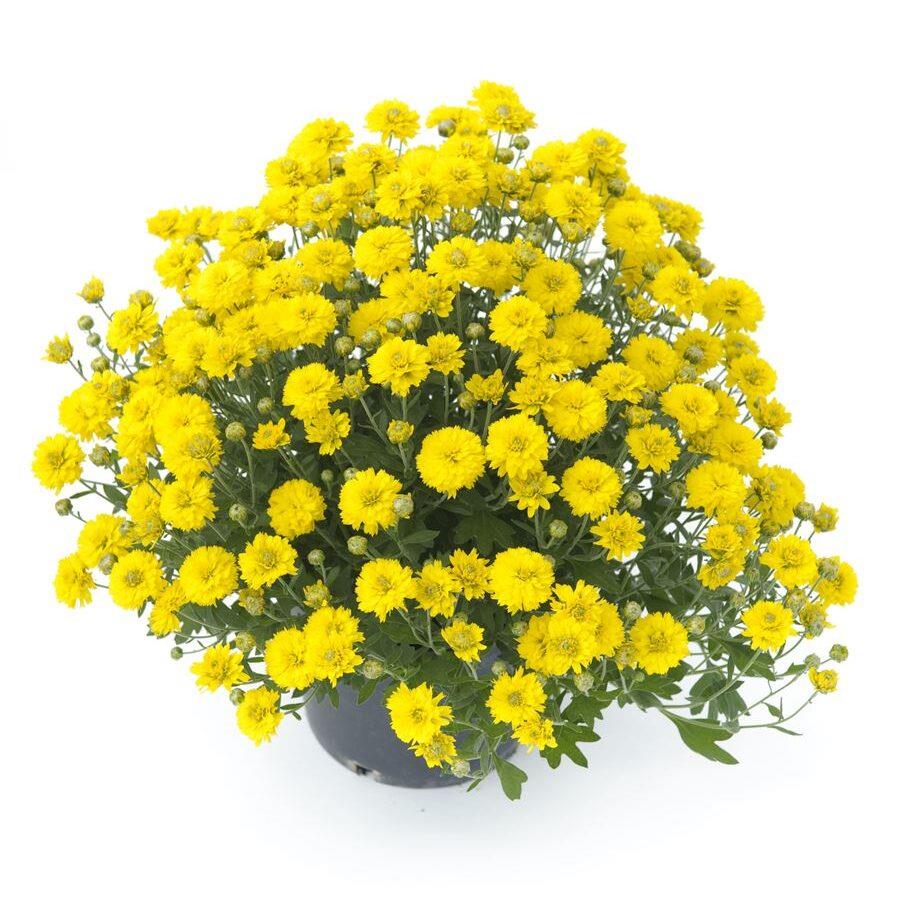 Chrysanthemum Poppins Prelude Yellow Jewel X5