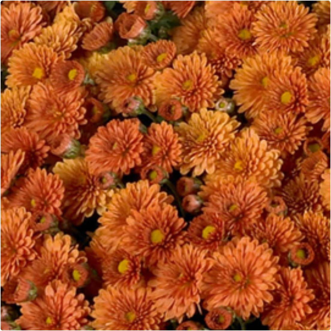 Chrysanthemum Ferrara Bronze X5