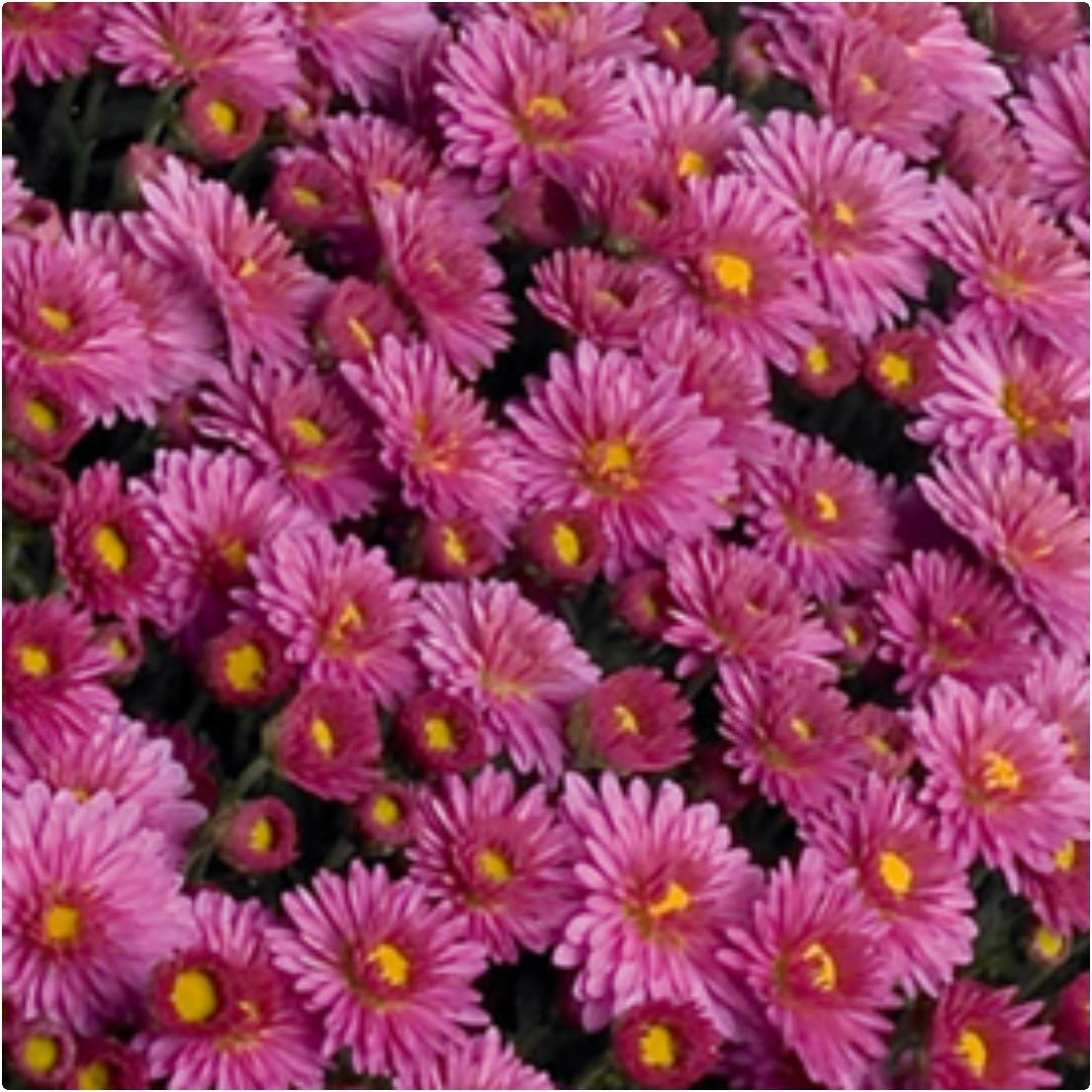 Chrysanthemum Ferrara Lilac X5