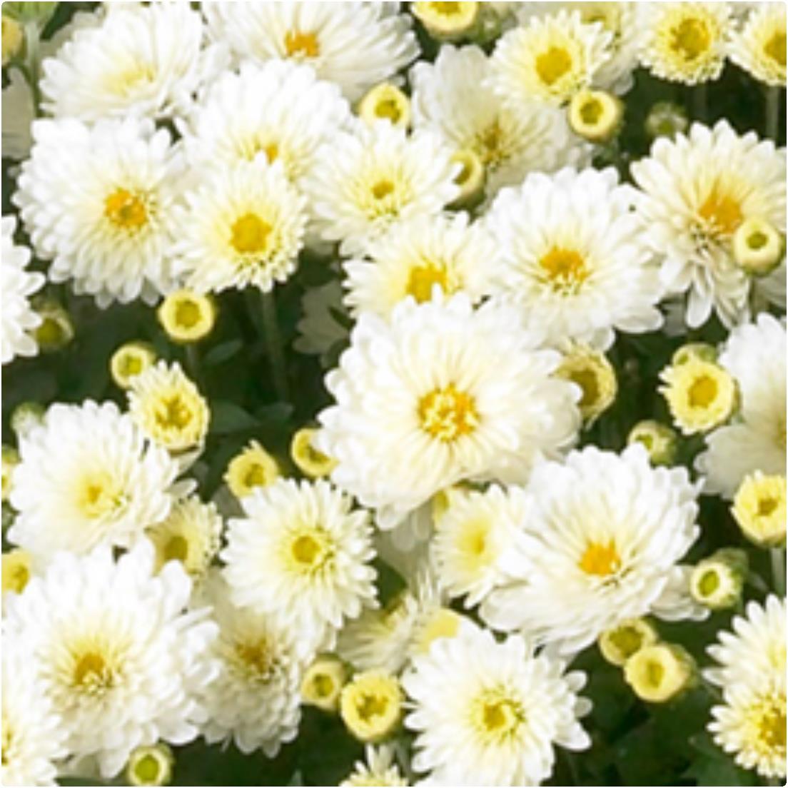 Chrysanthemum Ferrara White X5
