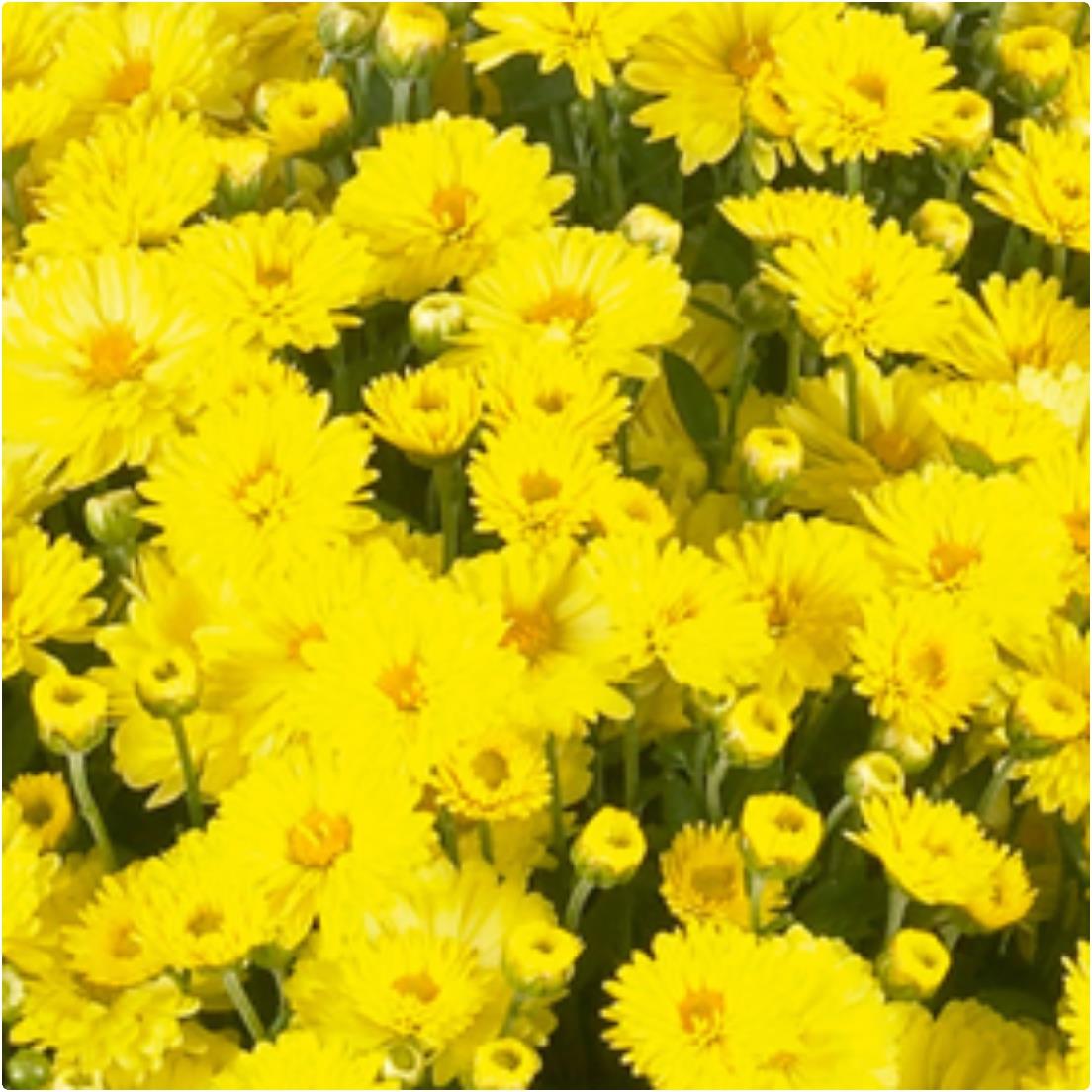 Chrysanthemum Ferrara Yellow X5
