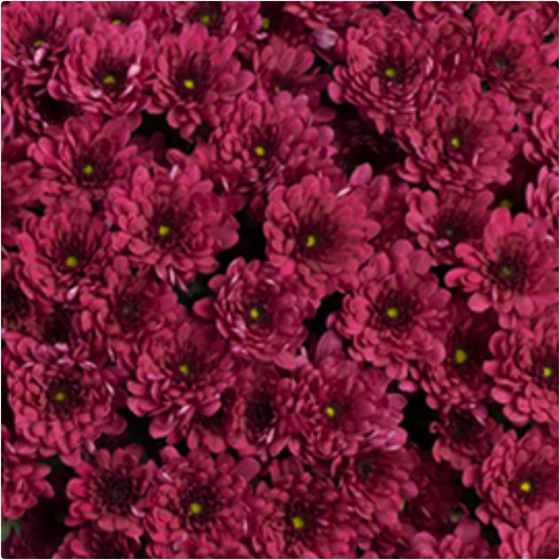 Chrysanthemum Hourra Purple X5
