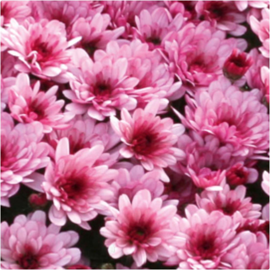 Chrysanthemum Hourra Rose X5
