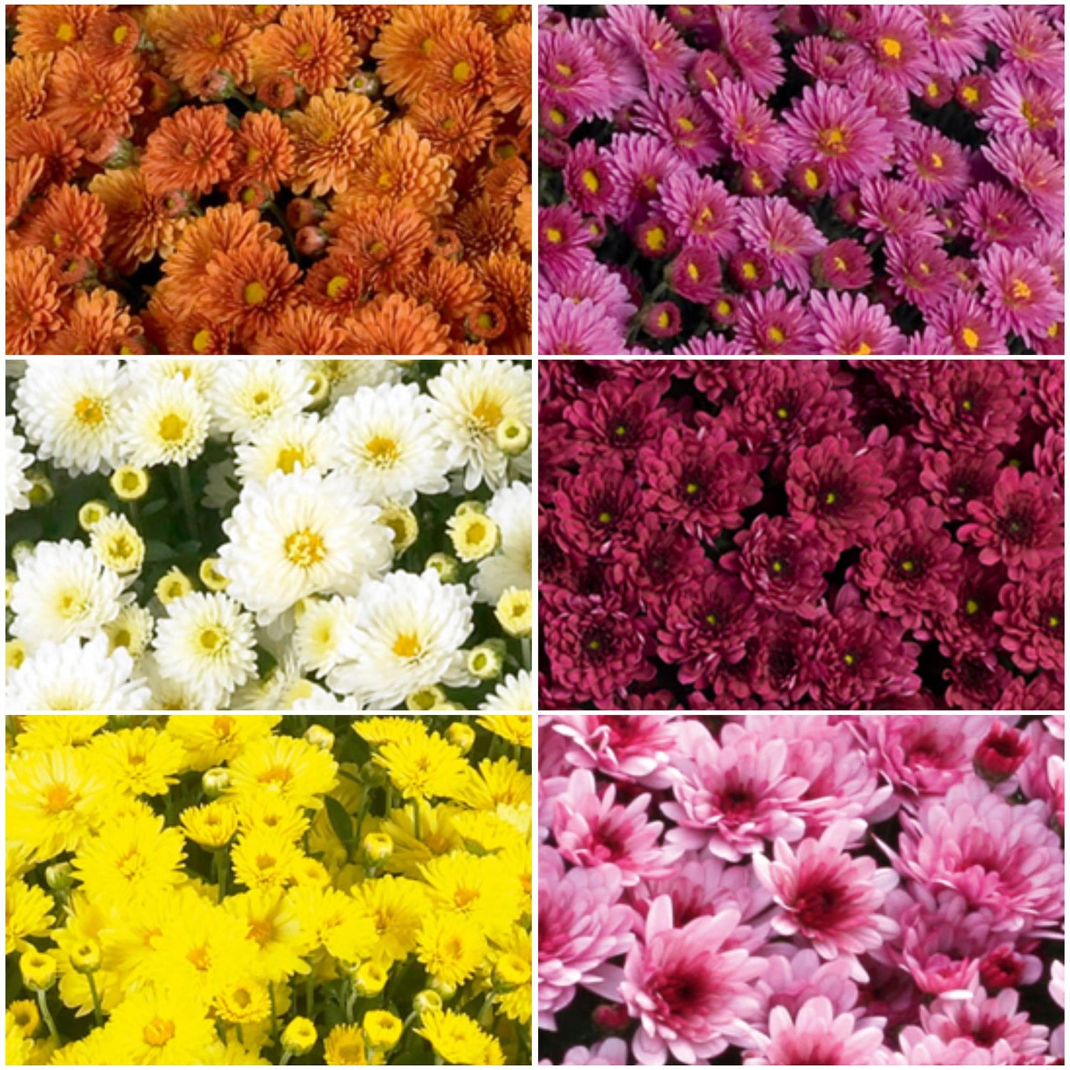Chrysanthemum Ferra Mix X6