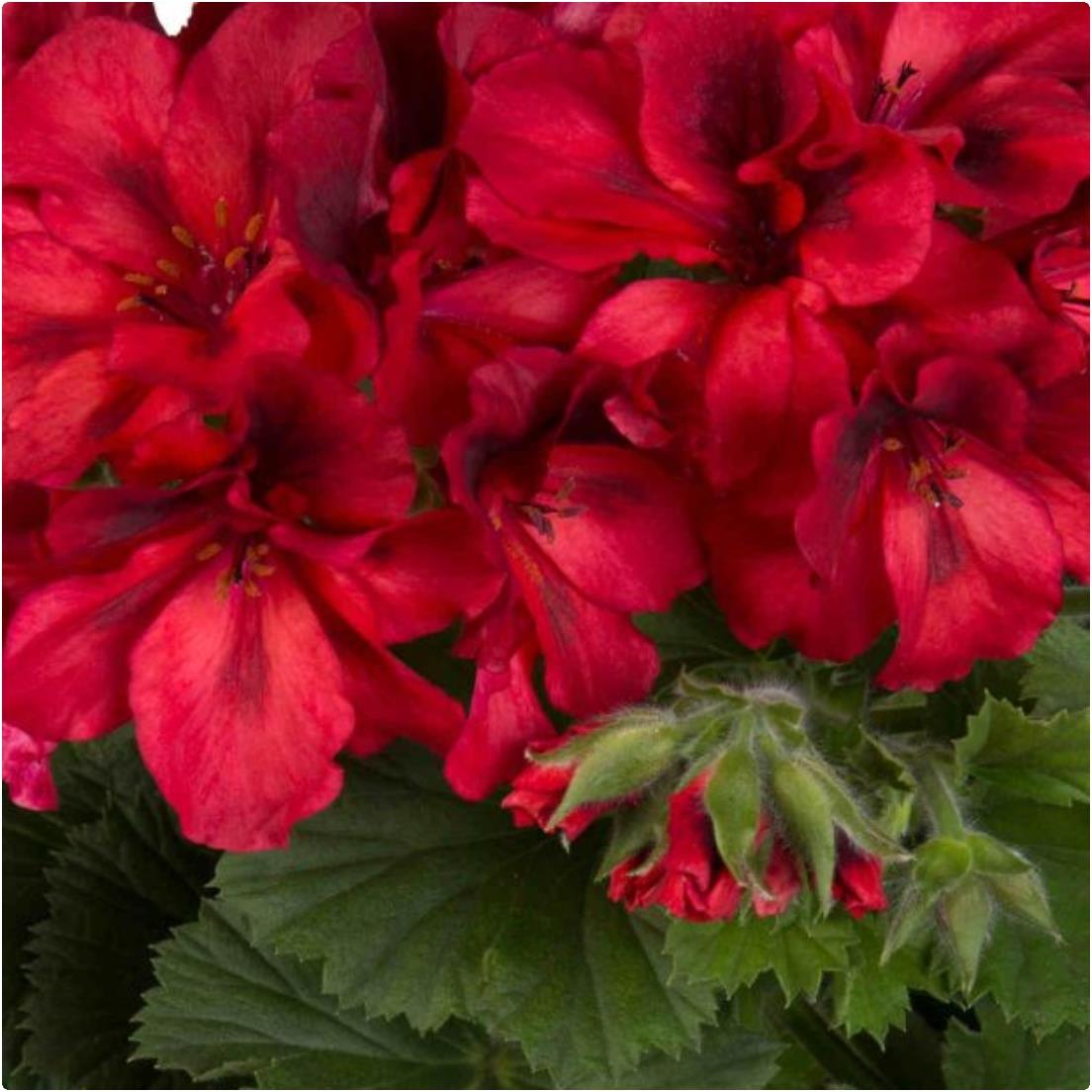 Pelargonium Elegance 'Franny' X5