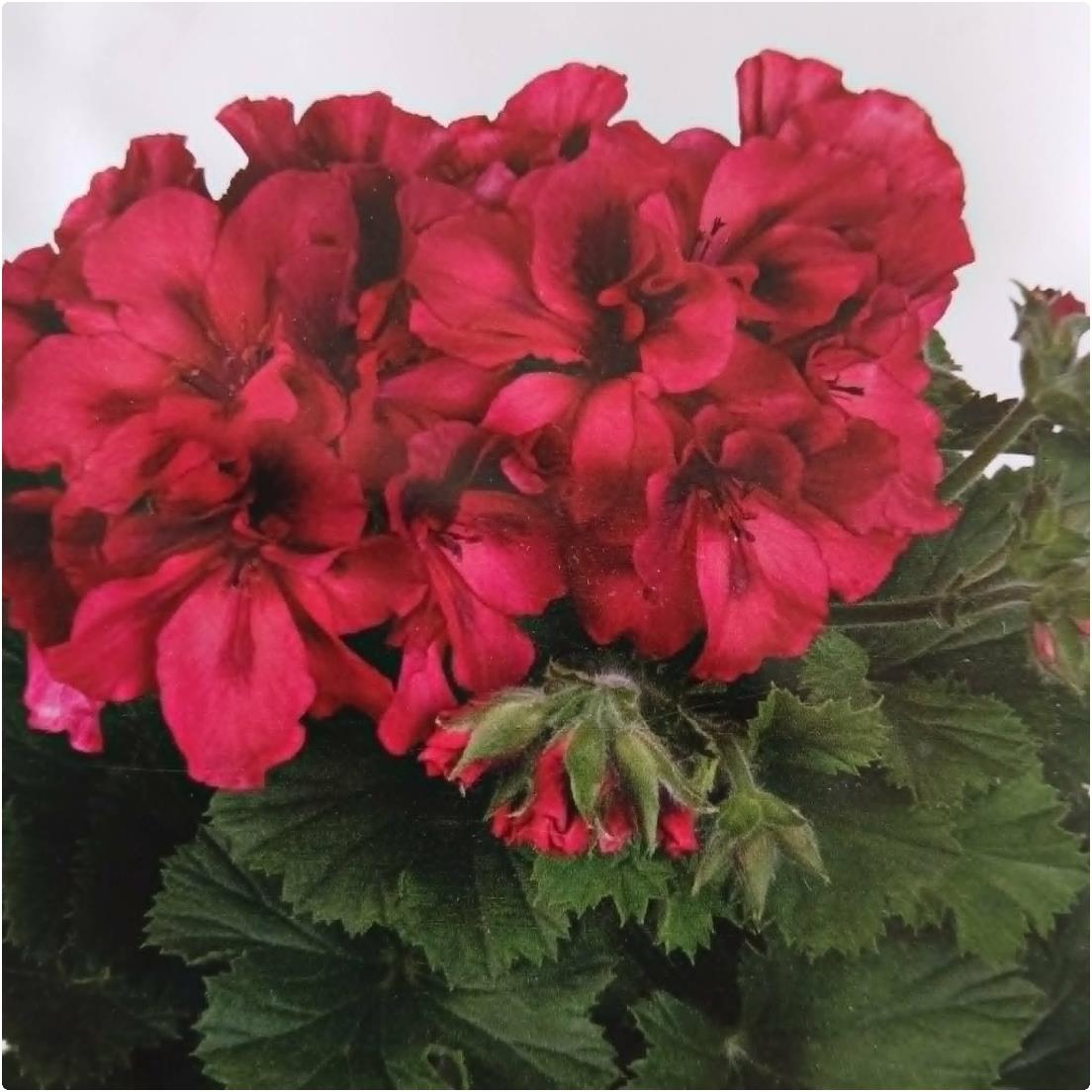 Pelargonium Elegance 'Franny' X5