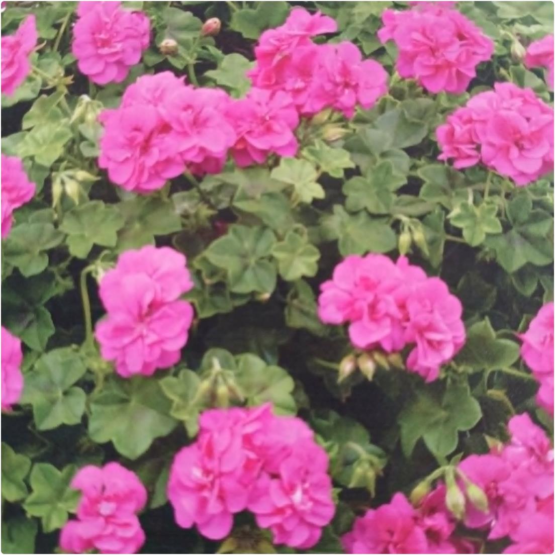 Geranium Ivy Leaf 'Amy' X5