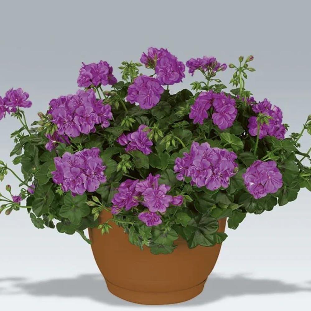 Geranium Ivy Leaf 'Amelit' X5