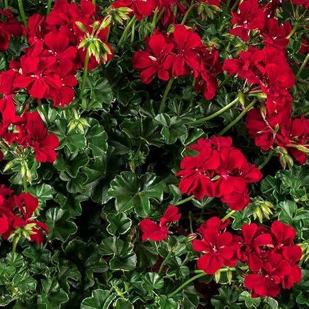 Geranium Ivy Leaf 'Becky' X5