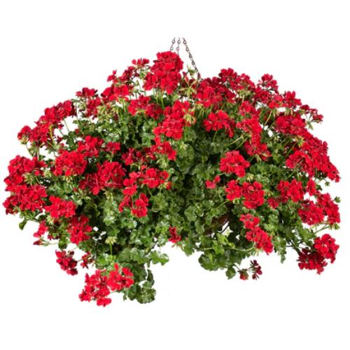 Geranium Ivy Leaf 'Becky' X5