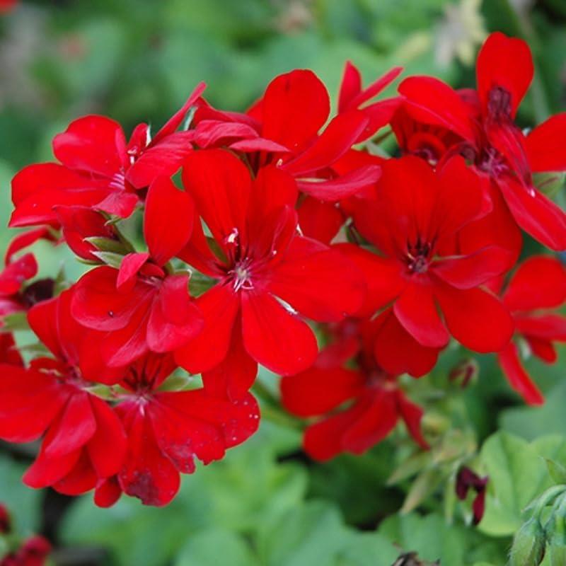 Geranium Ivy Leaf 'Scarlet' X5