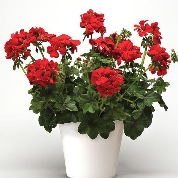 Geranium Ivy Leaf 'Scarlet' X5