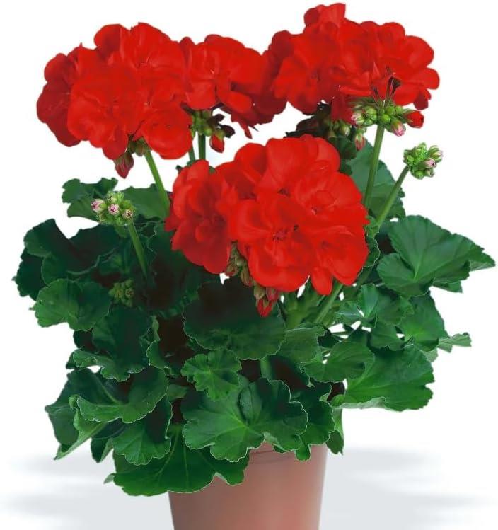 Geranium Zonal 'Anthony' X5