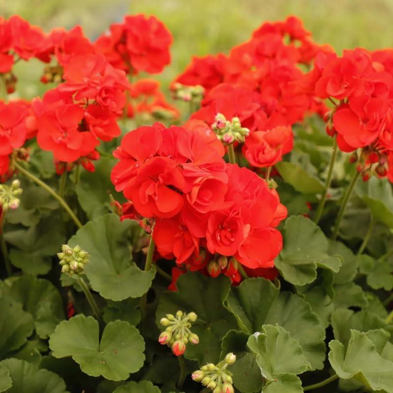 Geranium Zonal 'Anthony' X5