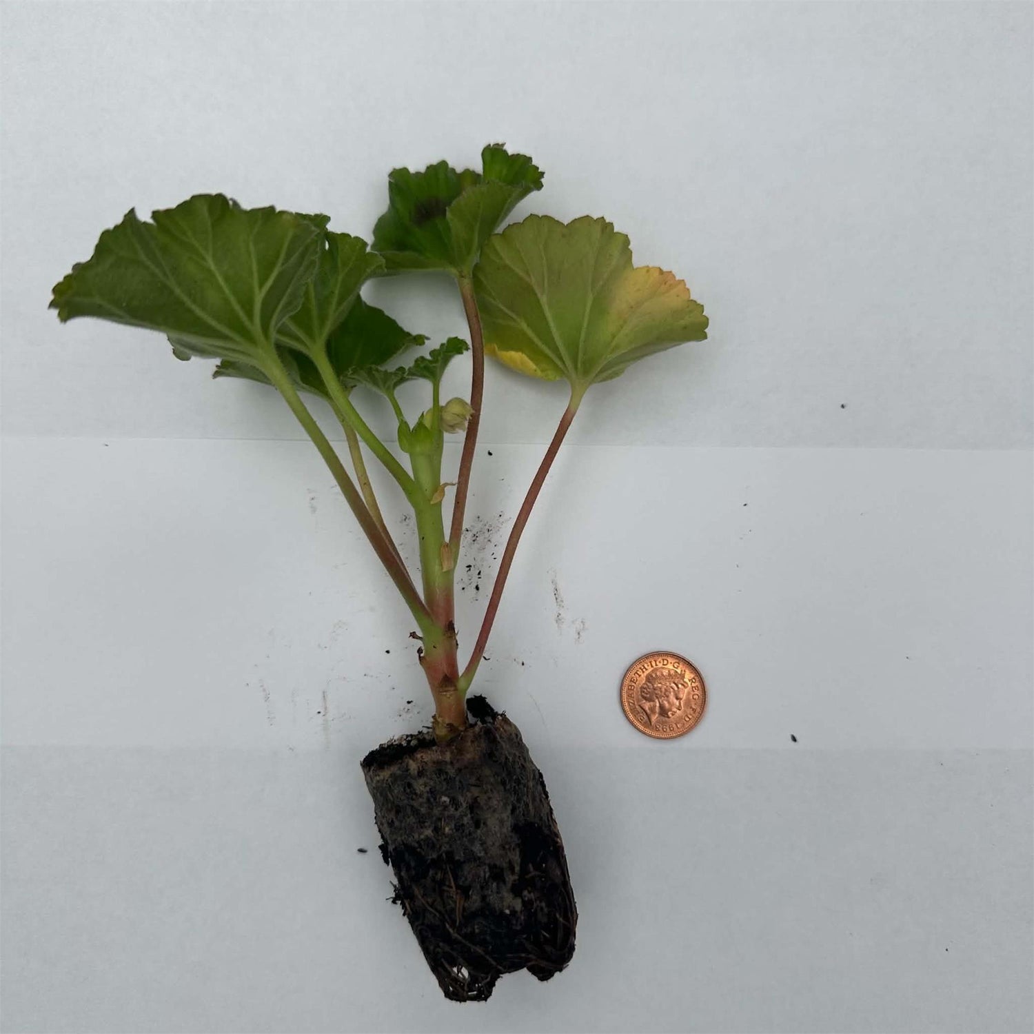 Geranium Zonal 'Belinda' X5